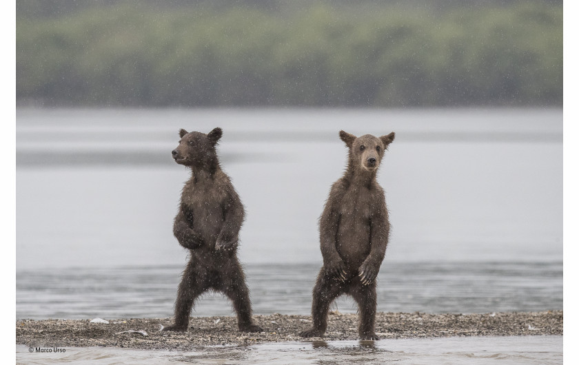 © Marco Urso - Wildlife Photographer of the Year