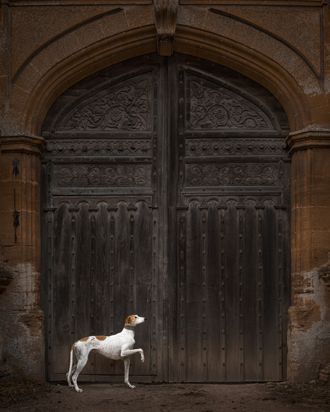 Majestic, fot. Susan Lang, III miejsce w kategorii Portrait Outdoor, Dog Photography Awards 2025