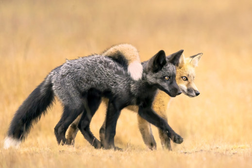 Nature Photographer Of The Year 2024 rozstrzygnięty! Obejrzyjcie zachwycające zdjęcia natury