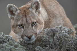 fot. Ingo Arndt, for National Geographic, "Wild Pumas of Patagonia", 3. miejsce w kategorii Nature.

Pumy napotkać można od kanadyjskiego Jukonu, aż po południowe Andy, co czyni je najbardziej rozprzestrzenionym gatunkiem dziko żyjącego ssaka na półkuli północnej. Potrafią przetrwać w najróżniejszych warunkach, ale stronią od człowieka. Chilijski park narodowy Torres del Paine posiada najliczniejszą populację tych zwierząt na świecie. 