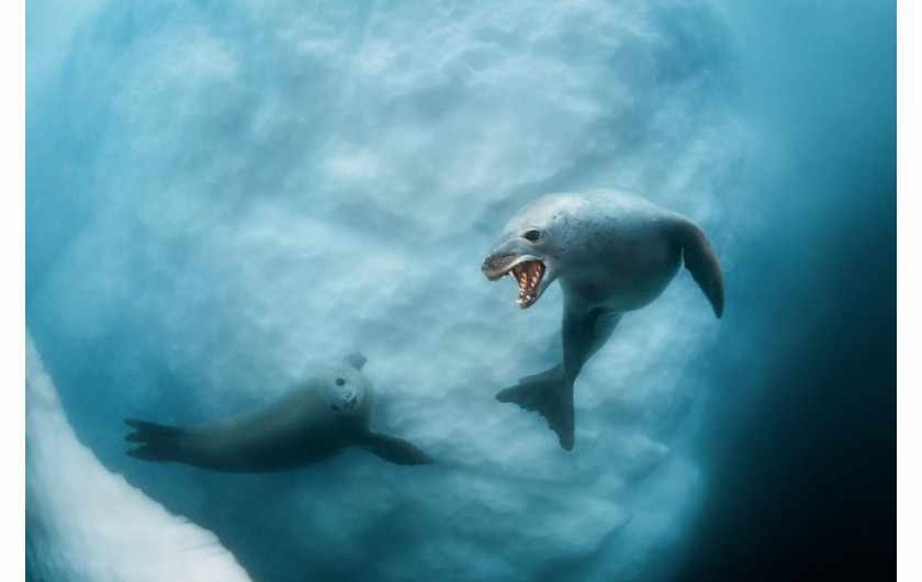 fot. Dmitry Kokh, The Ice Grin, wyróżnienie w kategorii Underwater