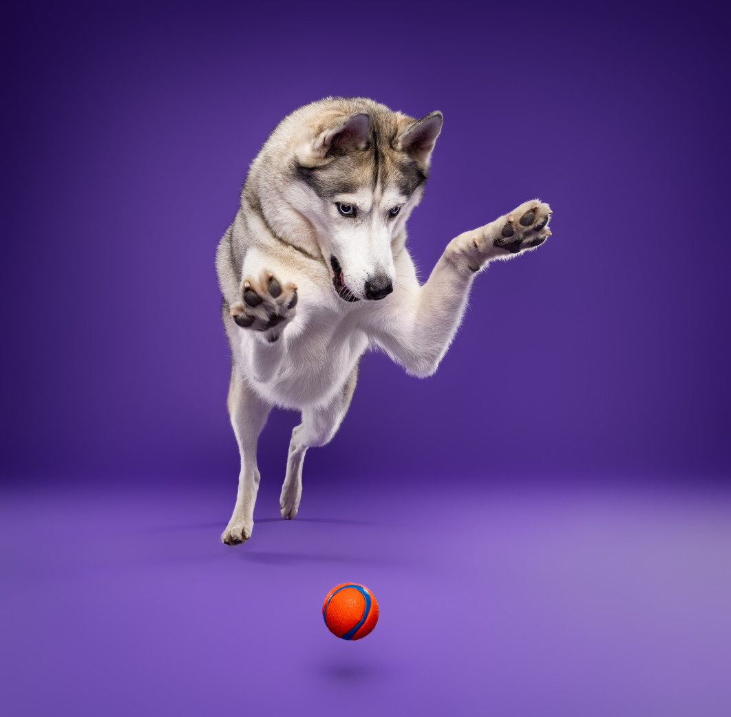 Catch It!, fot. Sylvain Langler &amp; Rudy Anthoine, I miejsce w kategorii  Action, Dog Photography Awards 2025
