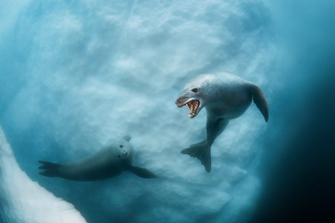 fot. Dmitry Kokh, "The Ice Grin", wyróżnienie w kategorii Underwater