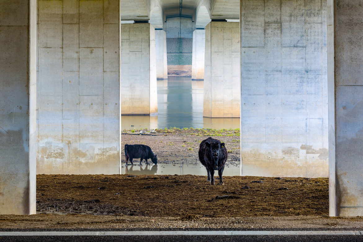 fot. Karin de Jonge, "Gallows under the bridge", 1. miejsce w kategorii Landscapes of the Lage Landen