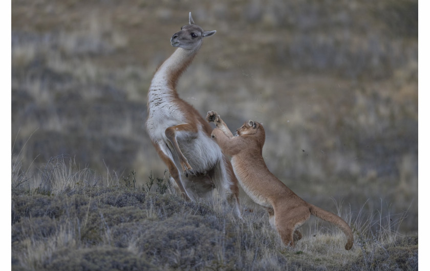 fot. Ingo Arndt, for National Geographic, Wild Pumas of Patagonia, 3. miejsce w kategorii Nature.

Pumy napotkać można od kanadyjskiego Jukonu, aż po południowe Andy, co czyni je najbardziej rozprzestrzenionym gatunkiem dziko żyjącego ssaka na półkuli północnej. Potrafią przetrwać w najróżniejszych warunkach, ale stronią od człowieka. Chilijski park narodowy Torres del Paine posiada najliczniejszą populację tych zwierząt na świecie.