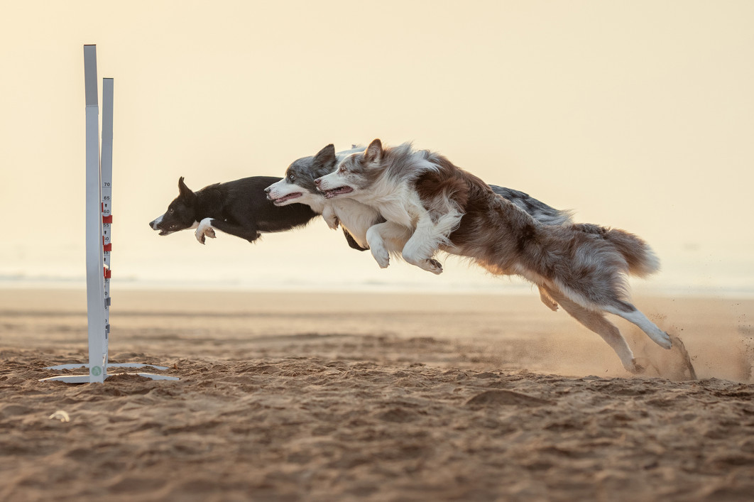 Rainbow Bridge, fot. He Huapei, II miejsce w kategorii  Action, Dog Photography Awards 2025