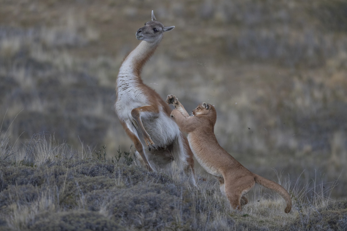 fot. Ingo Arndt, for National Geographic, "Wild Pumas of Patagonia", 3. miejsce w kategorii Nature.
Pumy napotkać można od kanadyjskiego Jukonu, aż po południowe Andy, co czyni je najbardziej rozprzestrzenionym gatunkiem dziko żyjącego ssaka na półkuli północnej. Potrafią przetrwać w najróżniejszych warunkach, ale stronią od człowieka. Chilijski park narodowy Torres del Paine posiada najliczniejszą populację tych zwierząt na świecie.