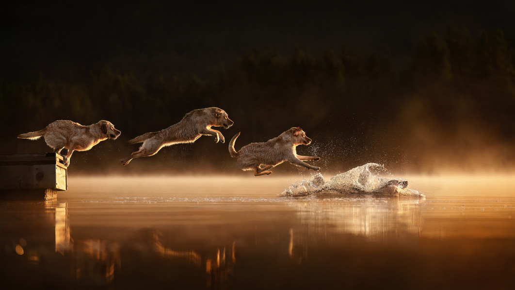 Leaps for Days, fot. Shandess Griffin, III miejsce w kategorii  Action, Dog Photography Awards 2025