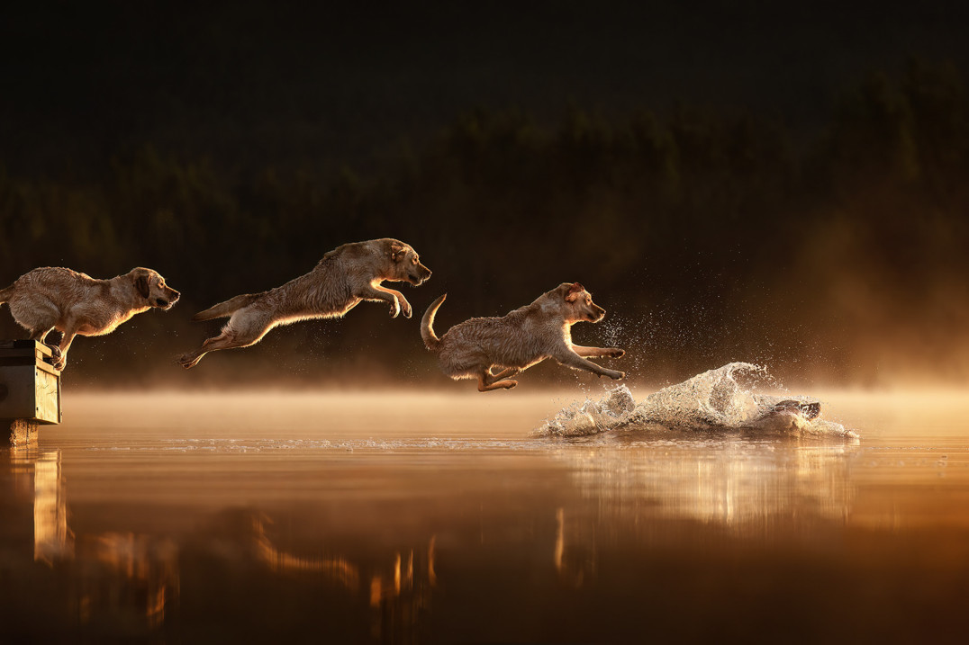 Najlepsze zdjęcia psów - ogłoszono wyniki Dog Photography Awards 2025