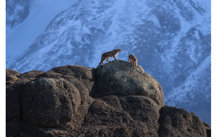fot. Ingo Arndt, for National Geographic, Wild Pumas of Patagonia, 3. miejsce w kategorii Nature.

Pumy napotkać można od kanadyjskiego Jukonu, aż po południowe Andy, co czyni je najbardziej rozprzestrzenionym gatunkiem dziko żyjącego ssaka na półkuli północnej. Potrafią przetrwać w najróżniejszych warunkach, ale stronią od człowieka. Chilijski park narodowy Torres del Paine posiada najliczniejszą populację tych zwierząt na świecie.