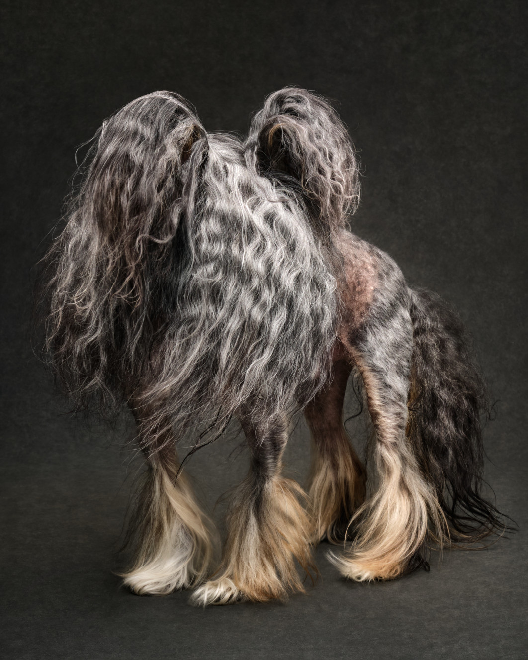 Can You Please Trim My Bangs?fot. Jane Thomson, I miejsce w kategorii  Studio, Dog Photography Awards 2025