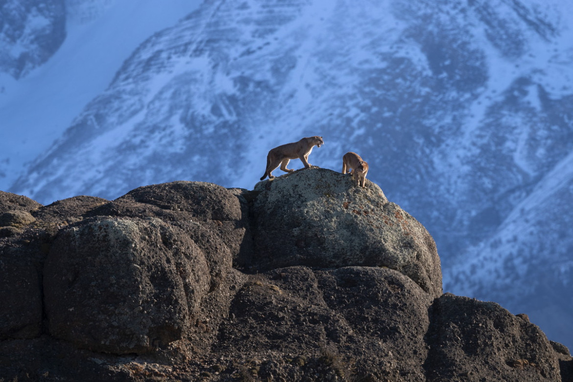 fot. Ingo Arndt, for National Geographic, "Wild Pumas of Patagonia", 3. miejsce w kategorii Nature.

Pumy napotkać można od kanadyjskiego Jukonu, aż po południowe Andy, co czyni je najbardziej rozprzestrzenionym gatunkiem dziko żyjącego ssaka na półkuli północnej. Potrafią przetrwać w najróżniejszych warunkach, ale stronią od człowieka. Chilijski park narodowy Torres del Paine posiada najliczniejszą populację tych zwierząt na świecie.