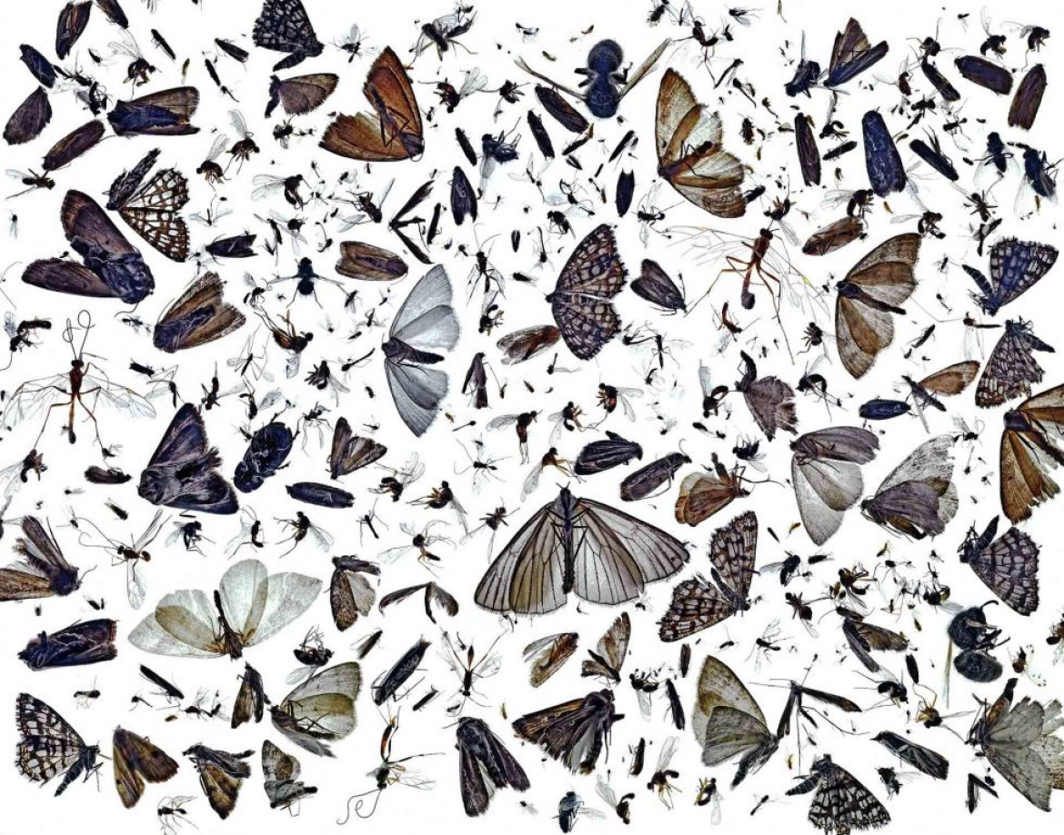 fot. Pal Hermansen, "Insect Diversity", wyróżnienie w kategorii Nature's Art