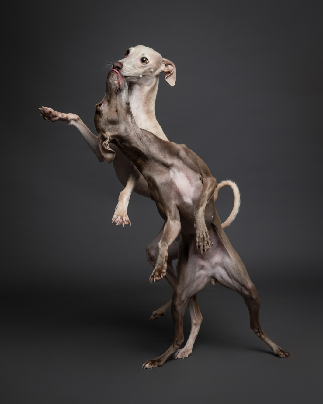 The Kiss, fot. Mia Tepelea, I miejsce w kategorii  Studio, Dog Photography Awards 2025