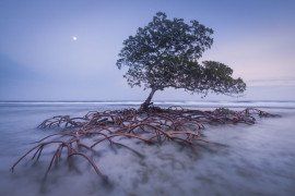 Mac Stone, USA, „Strażnik plaży”, Wildlife Photographer of the Year 2014/ Fotografia dzikiej przyrody 2014