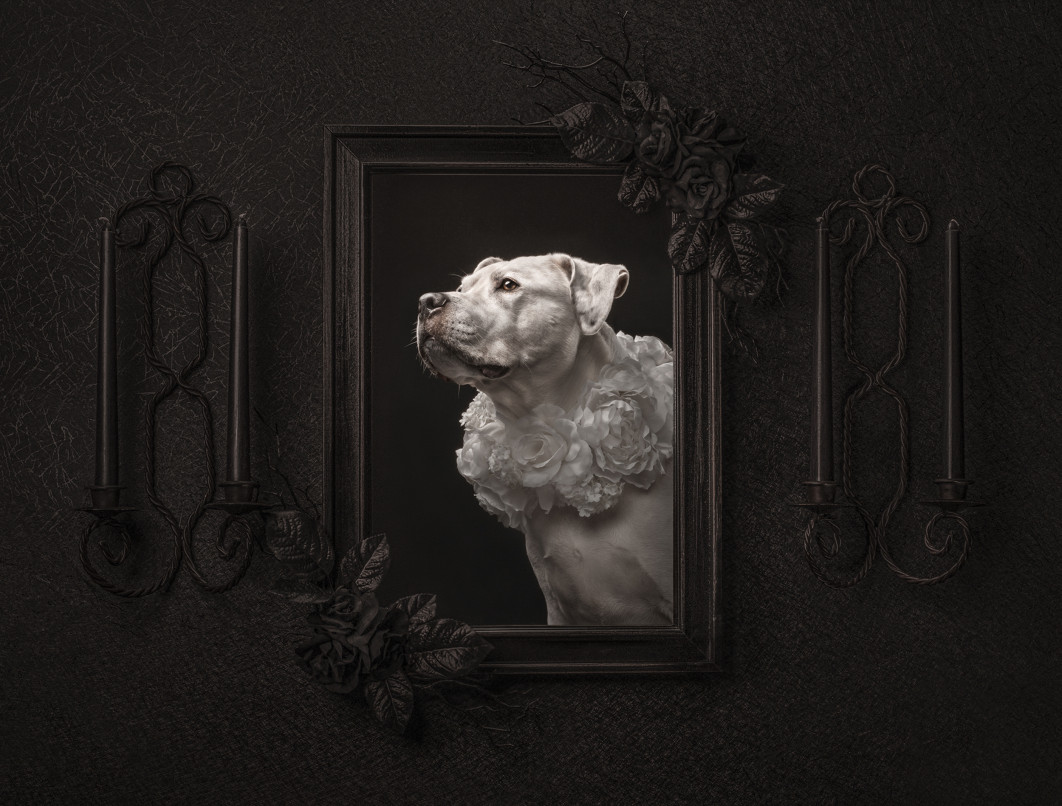 Work of Art, fot. Katie Brockman, I miejsce w kategorii Studio, Dog Photography Awards 2025