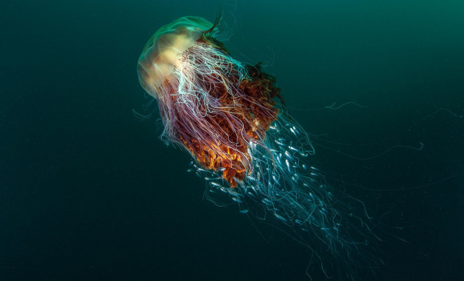  Najlepsze zdjęcia z konkursu British Wildlife Photography Awards 2016