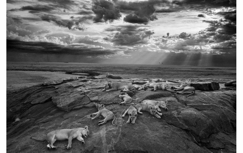 Michael „Nick” Nichols, USA, „Ostatni taki wspaniały obraz”, Wildlife Photographer of the Year 2014/ Fotografia dzikiej przyrody 2014