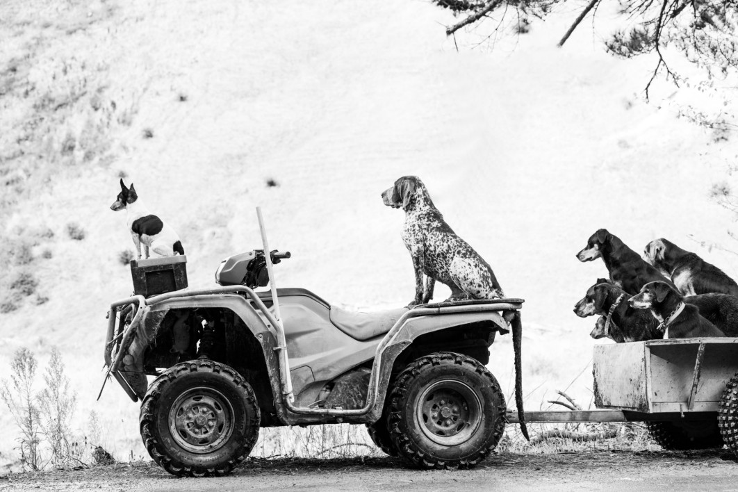 Watching and Waiting, fot. Rebecca Williams, I miejsce w kategorii Documentary, Dog Photography Awards 2025