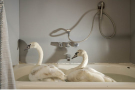 fot. Napat Wesshasartar, "Swans in a bathtub", wyróżnienie w kategorii Man & Nature