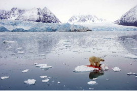 II nagroda w kategorii Natura (zdjęcie pojedyncze), Pal Hermansen, Norwegia, dla Orion Forlag/Getty Images, Niedźwiedź polarny, Svalbard;