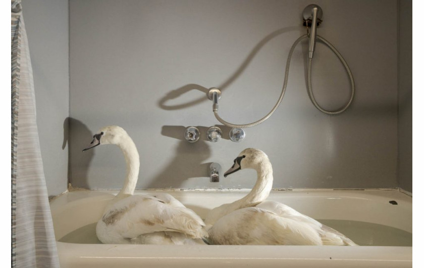 fot. Napat Wesshasartar, Swans in a bathtub, wyróżnienie w kategorii Man & Nature