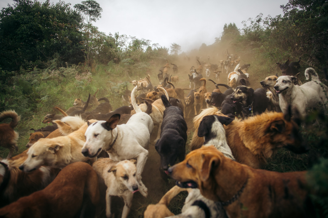 Dog Sanctuaries Around the World, fot. Angelica Briones, II miejsce w kategorii Documentary, Dog Photography Awards 2025