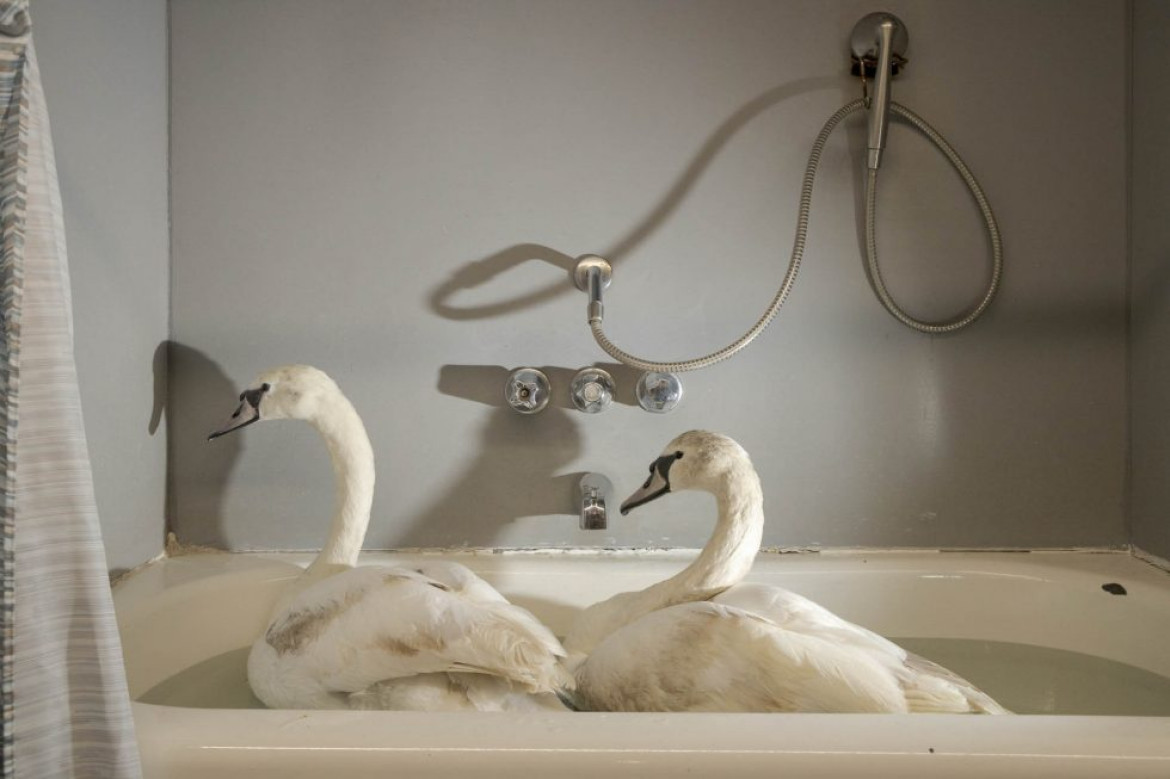fot. Napat Wesshasartar, "Swans in a bathtub", wyróżnienie w kategorii Man & Nature
