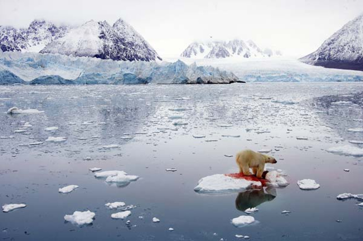 II nagroda w kategorii Natura (zdjęcie pojedyncze), Pal Hermansen, Norwegia, dla Orion Forlag/Getty Images, Niedźwiedź polarny, Svalbard;