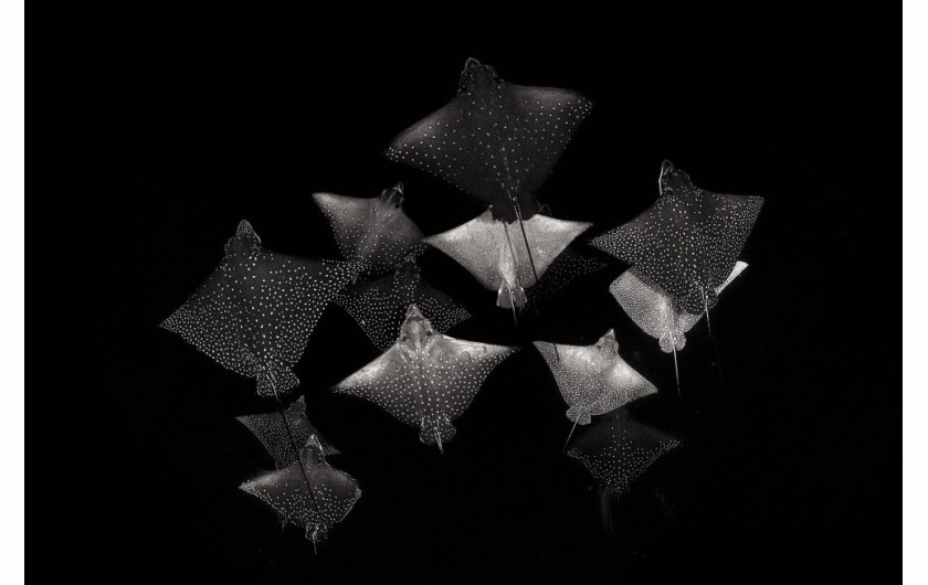 fot. Henley Spiers, Constellation of Eagle Rays, 1. miejsce w kategorii Black & White