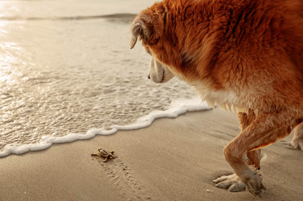 Turtle Watch, fot. Jill Brammer, III miejsce w kategorii Documentary, Dog Photography Awards 2025