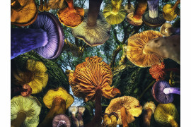 fot. Oksana Moroziuk, When mushrooms were big, 1. miejsce w profesjonalnej kategorii Photomanipulation