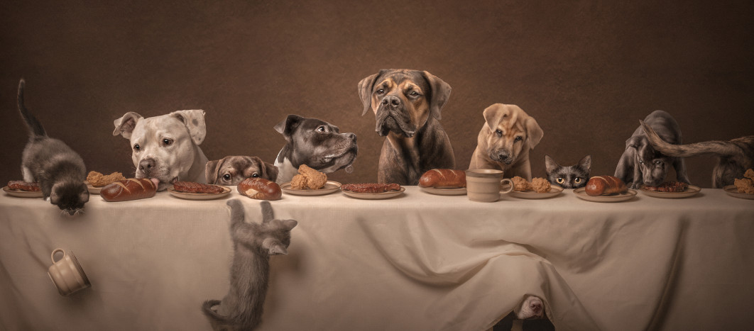 Suppertime, fot. Katie Brockman, I miejsce w kategorii Open, Dog Photography Awards 2025