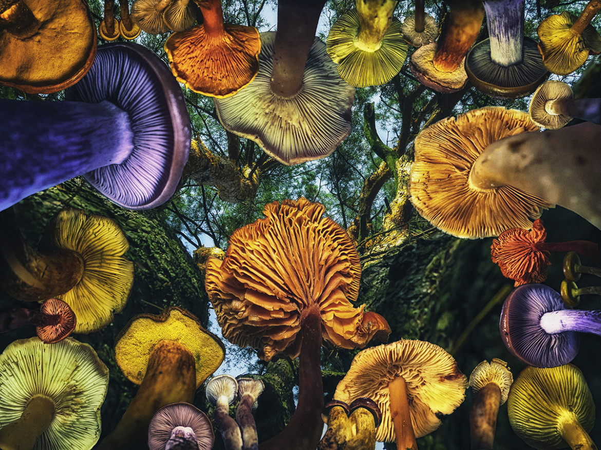 fot. Oksana Moroziuk, When mushrooms were big, 1. miejsce w profesjonalnej kategorii Photomanipulation