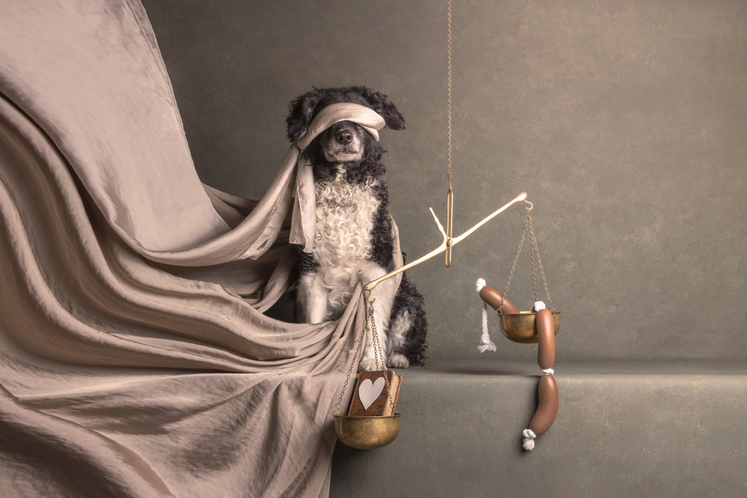 Dog’s Justice, fot. Sandy van Kruysdijk, II miejsce w kategorii Open, Dog Photography Awards 2025