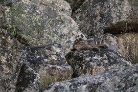 fot. Luke Massey, 1. miejsce w kategorii Wildlife & Nature / tpoty.com