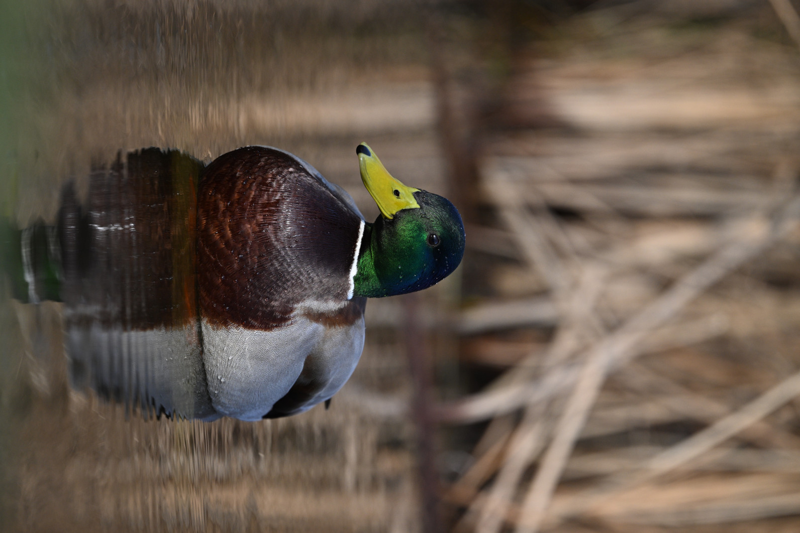 1/1250 s, f/6.3, ISO 800, 600.0 mm
