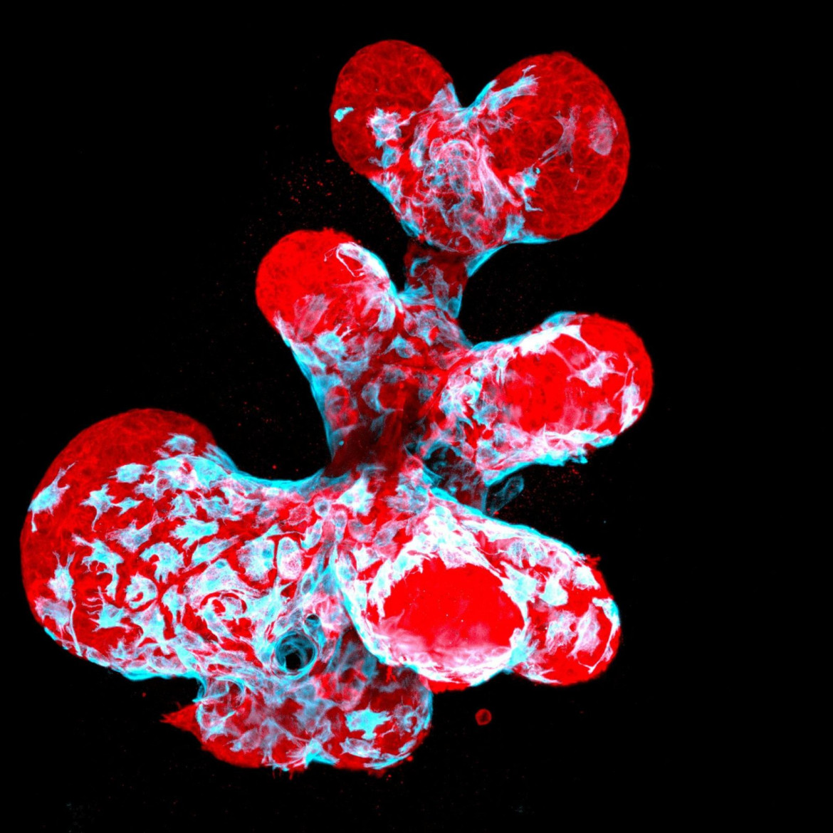 fot. Jakub Sumbal, 12. miejsce w konkursie Nikon's Small World 2021<br></br><br></br>Organoid piersi przedstawiający kurczliwe komórki mioepitelialne (niebieski) pełzający po wydzielniczych komórkach piersi (czerwony)