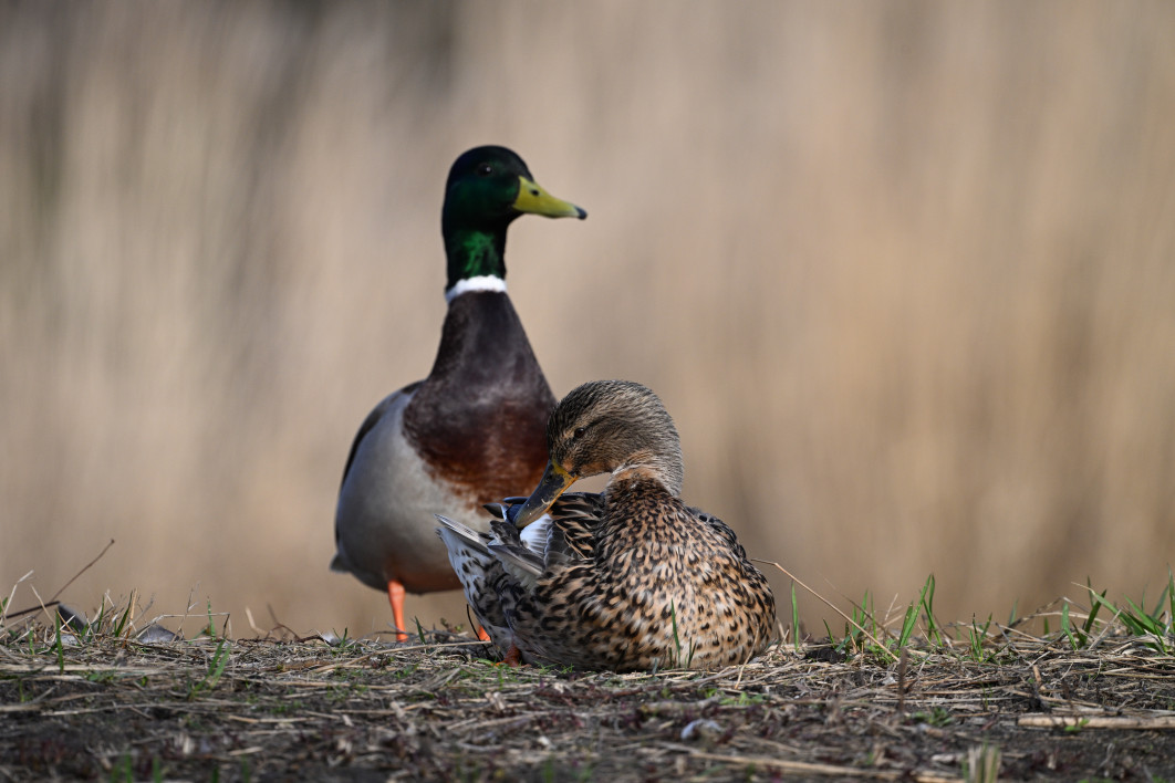 1/1250 s, f/8, ISO 800, 600.0 mm