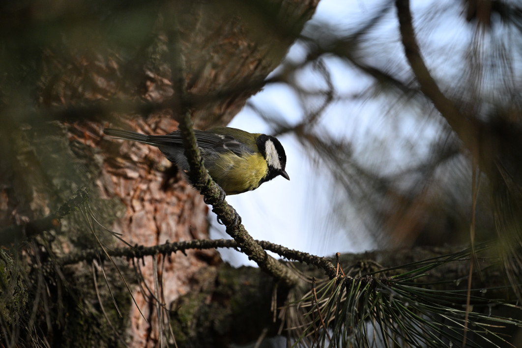 1/1250 s, f/6.3, ISO 1600, 600.0 mm