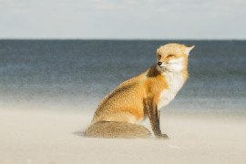 fot. Courtney Moore, 1. miejsce w kategorii Young Photographer of the Year dla osób w wieku 15-18 lat / tpoty.com