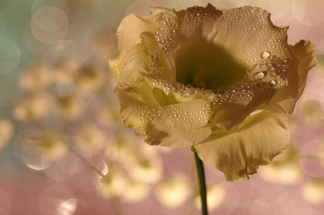 Makrofotografia oraz fotografia zbliżeniowa w domowych warunkach - zobacz, jak robić to dobrze