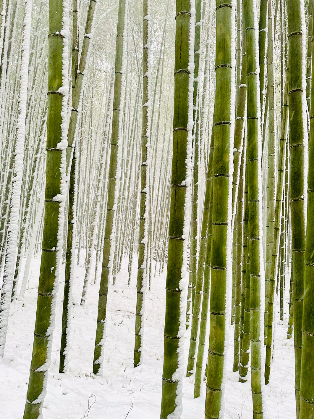 Fot. Mark Sarmiento, 1. miejsce w kat. Nature / iPhone Photography Awards 2025