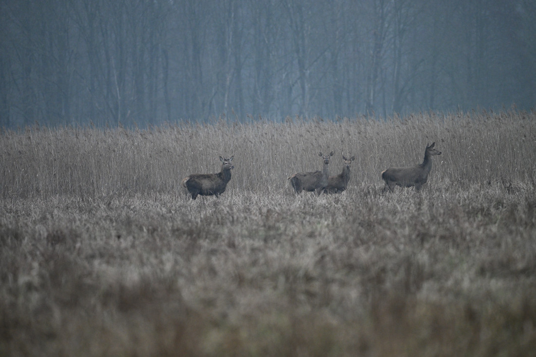 1/640 s, f/6.3, ISO 3200, 600.0 mm