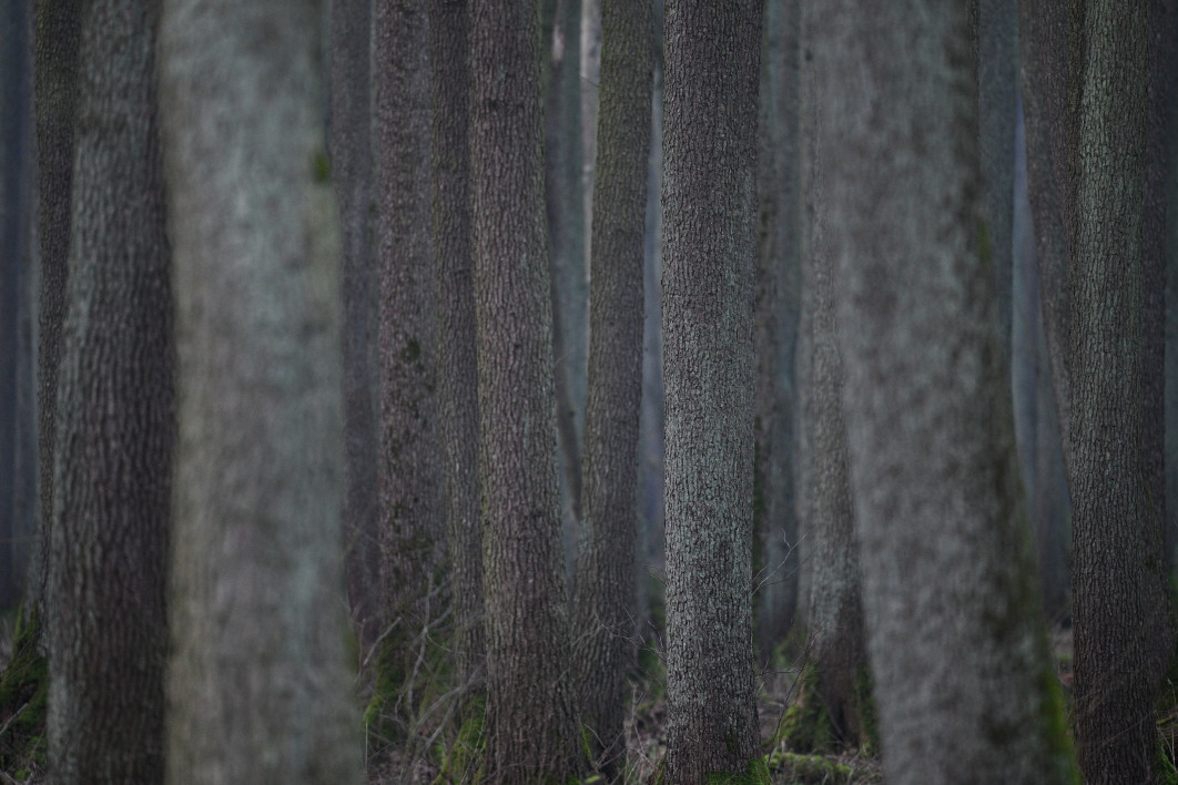 1/80 s, f/6.3, ISO 3200, 600.0 mm