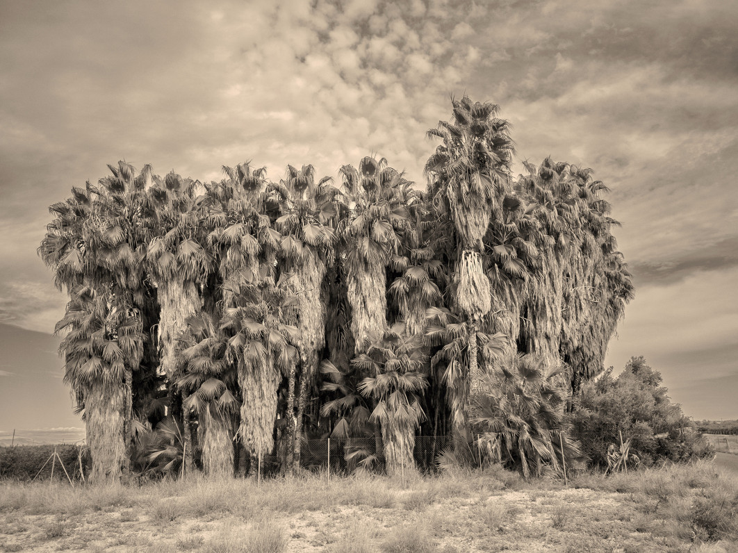 Fot. Iñigo Calles, 3. miejsce w kat. Nature / iPhone Photography Awards 2025