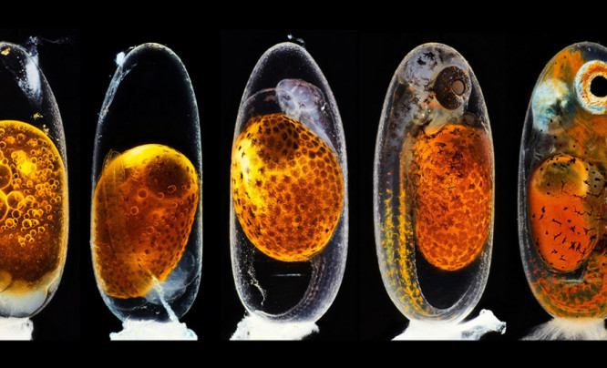  Makro do kwadratu. Zobacz zachwycający świat fotografii mikroskopowej na zdjęciach zwycięzców Nikon’s Small World 2020