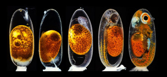 Makro do kwadratu. Zobacz zachwycający świat fotografii mikroskopowej na zdjęciach zwycięzców Nikon’s Small World 2020