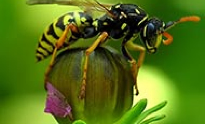  Konkurs MAKRO Olympus - wyróżnienia Fotopolis
