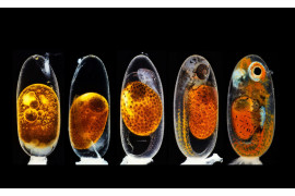 fot. Daniel Knop, studium rozwoju embrionu błazenka, 3. miejsce w konkursie Nikon's Small World 2020